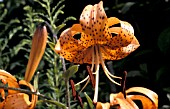 LILIUM TIGRINUM LANCIFOLIUMTIGER LILY