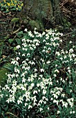 GALANTHUS VIVALIS,  COMMON SNOWDROP,  IN WOODLAND