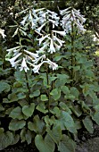 CARDIOCRINUM GIGANTEUM. GIANT HIMALAYAN LILY.