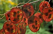 LUNARIA ANNUA,  SEED PODS