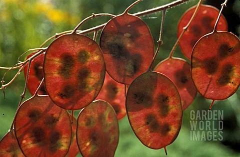 _LUNARIA_ANNUA__SEED_PODS