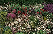 ERIGERON MUCRONATUS IN A BORDER WITH VALERIAN OXALIS AND AUBRETIA