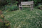 DAISIES ON LAWN