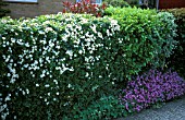 MIXED HEDGE WITH CHOISYA TERNATA