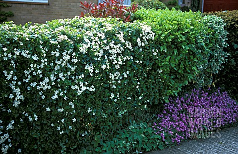 MIXED_HEDGE_WITH_CHOISYA_TERNATA