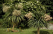 CORDYLINE AUSTRALIS