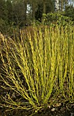 CORNUS STOLONIFERA IN FRONT OF WOODS.