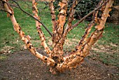 BETULA NIGRA,  BLACK BIRCH