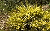 CYTISUS PRAECOX,  ALLGOLD,  WARMINSTER BROOM,  IN GARDEN