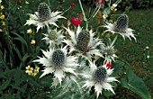 ERYNGIUM GIGANTEUM,  MISS WILLMOTTS GHOST