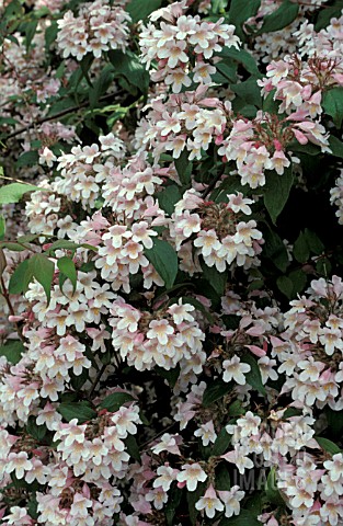 _KOLKWITZIA_AMABILIS_PINK_CLOUDBEAUTY_BUSH