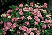 HYDRANGEA MACROPHYLLA AYESHA