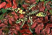 MAHONIA JAPONICA, FLOWERS AND FOLIAGE
