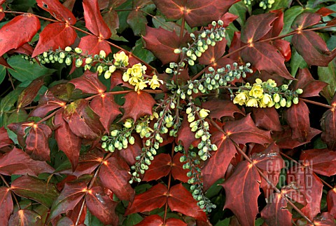 MAHONIA_JAPONICA_FLOWERS_AND_FOLIAGE