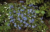 CORYDALIS FLEXUOSA,  IN BORDER