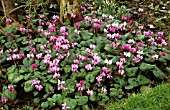 CYCLAMEN COUM