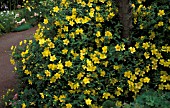 HYPERICUM PATULUM HIDCOTE SAINT JOHNS WORT