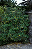 JASMINUM HUMILEJASMINE