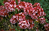 KALMIA NIMUCK RED BUD