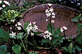 MENYANTHES TRIFOLIATA,  BUCK BEAN,  GARDEN SETTING