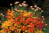 FOTHERGILLA MAJOR AND CHRYSANTHEMUM APRICOT LOVELINESS