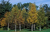 BETULA PAPYRIFERA TREES IN A GROUP WITH GRASS TO THE FORE