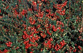 GAULTHERIA MUCRONATA,  CRIMSONII (SYN. PERNETTYA)  BERRIES AND FOLIAGE