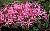 NERINE BOWDENII,  MASS OF FLOWERS