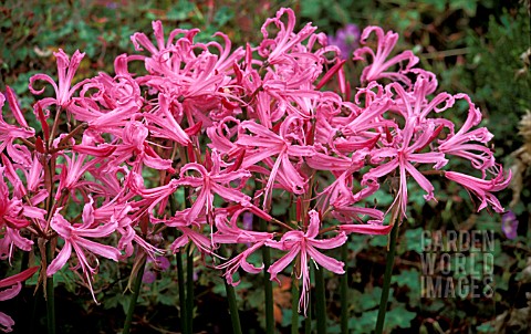 _NERINE_BOWDENII__MASS_OF_FLOWERS