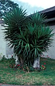 YUCCA ELEPHANTIPES