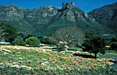 SOUTH AFRICA, SPRING FLOWER MEADOW