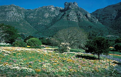 SOUTH_AFRICA_SPRING_FLOWER_MEADOW