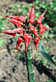 PEDILANTHUS TITHYMALOIDES (SYN. EUPHORBIA TITHYMALOIDES)