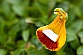 CALCEOLARIA UNIFLORA