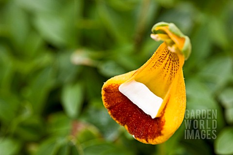 CALCEOLARIA_UNIFLORA