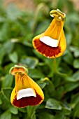 CALCEOLARIA UNIFLORA