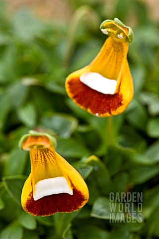 CALCEOLARIA_UNIFLORA