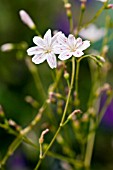 LEWISIA COLUMBIANA