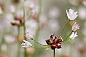 ALLIUM ROSEUM VAR. BULBIFERUM