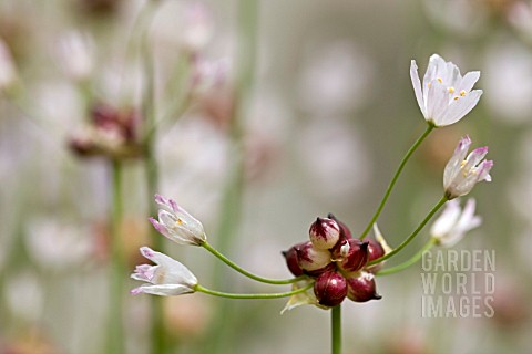 ALLIUM_ROSEUM_VAR_BULBIFERUM