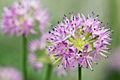 ALLIUM DOUGLASII