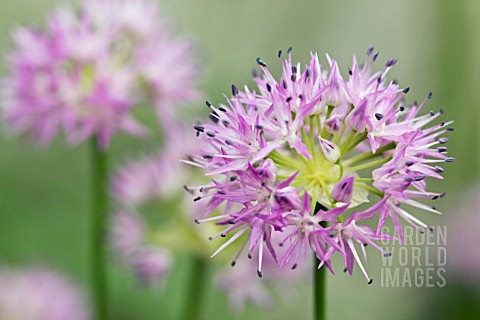 ALLIUM_DOUGLASII