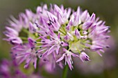 ALLIUM DOUGLASII