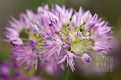 ALLIUM_DOUGLASII