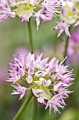 ALLIUM DOUGLASII