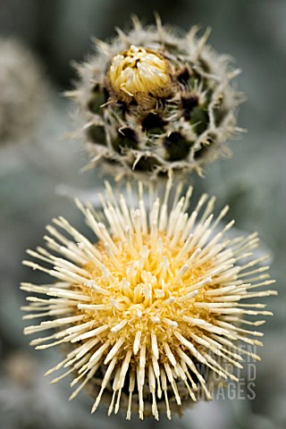 CENTAUREA_CLEMENTEI