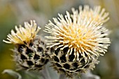 CENTAUREA CLEMENTEI