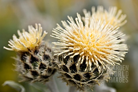 CENTAUREA_CLEMENTEI