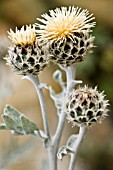 CENTAUREA CLEMENTEI