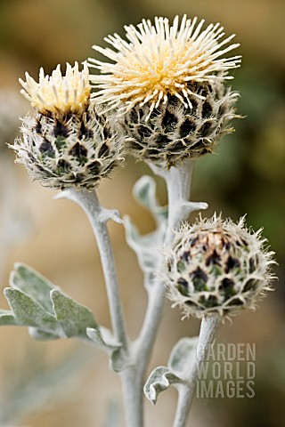 CENTAUREA_CLEMENTEI